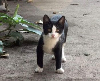 ( Jasmin Dulay/The Washington Post)