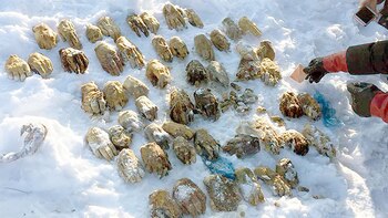 (The Siberian Times)