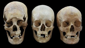 Cráneos hallados en las localidades