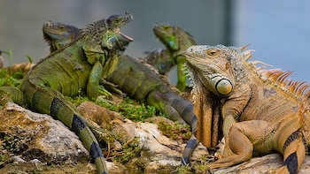 Los expertos señalan que el