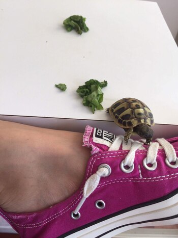 Recomiendan evitar que niños menores