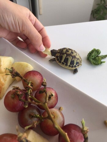 Según el reporte, hay riesgos