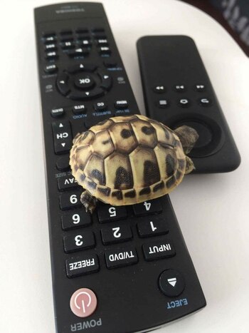 Desde 1975 la Agencia Federal