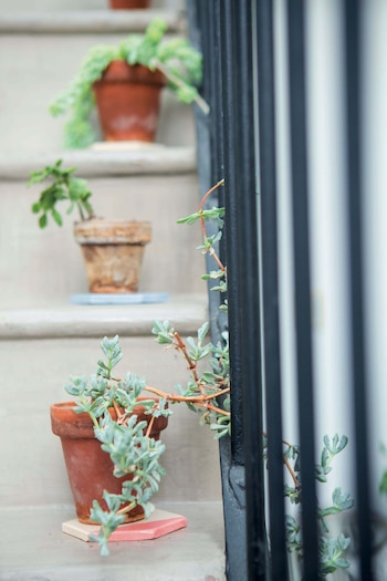 Las plantas en la escalera, un
