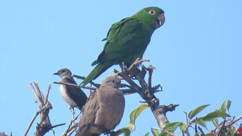 Calacante ala roja, golondrina parda,