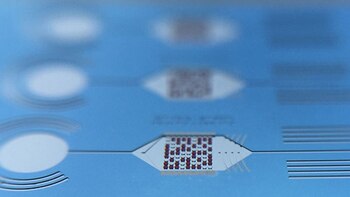 Detalle microscópico de la “chiquita”