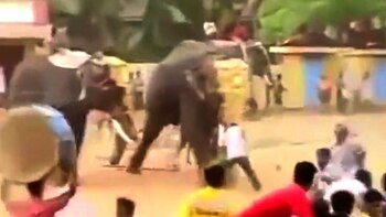 El elefante tumbó a un