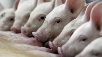 El consumo interno de cerdo