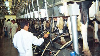 Aseguran que la lechería comenzó