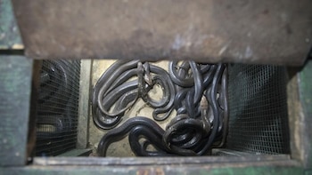 Todas las fotos son de