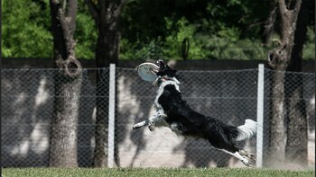 La raza de perros que