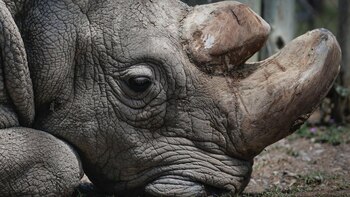 Sudán, el último rinoceronte blanco