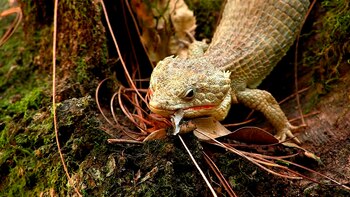 En los últimos años, el