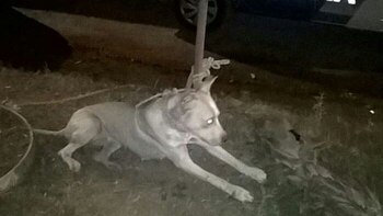 Otros de los animales del