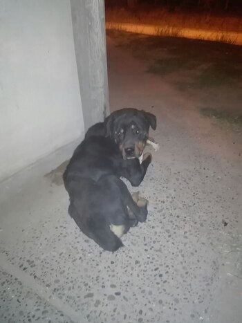 Uno de los perros encontrados