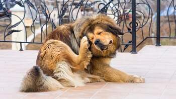 Las mascotas que tengan un