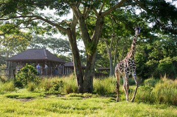 En ser humano ha causado