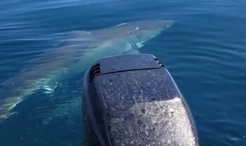 El gran tiburón blanco divisado