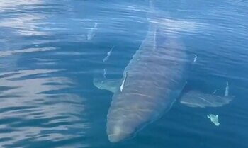 La especie también es conocida