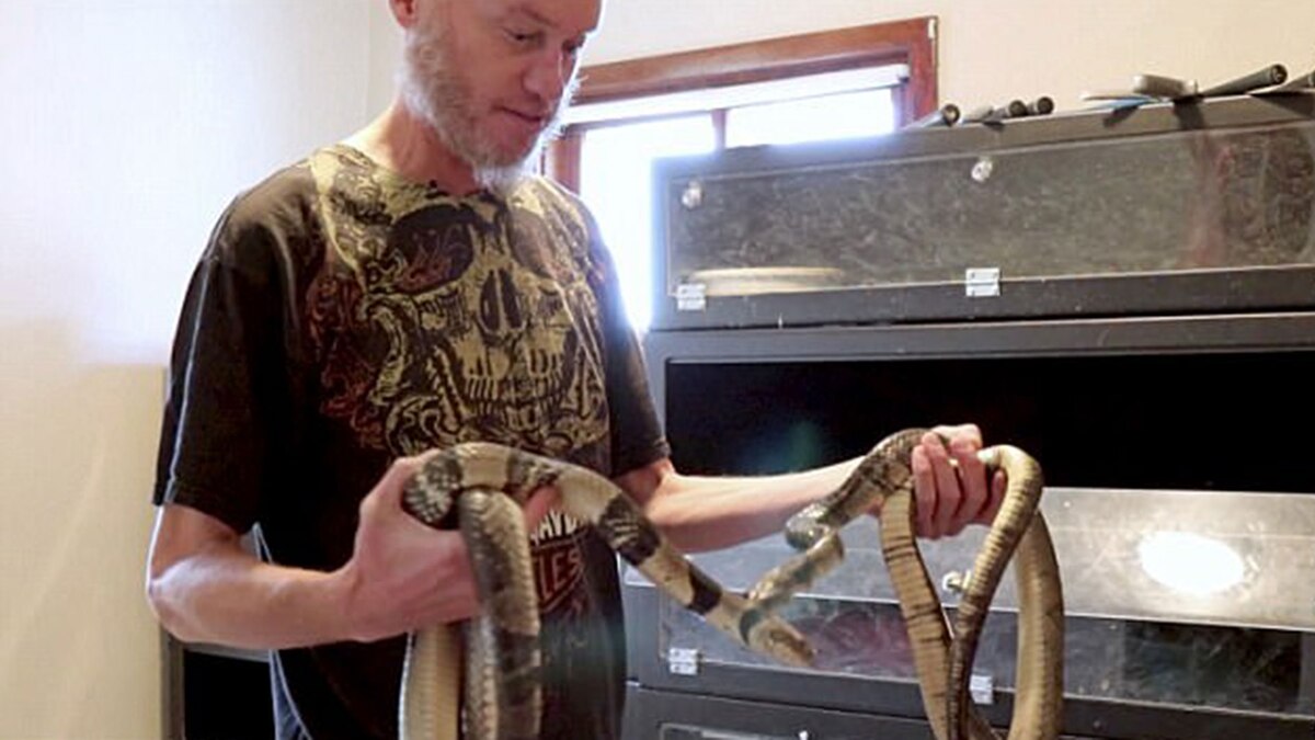 Un científico se dejó morder por una de las serpientes más venenosas y el resultado fue sorprendente - Infobae