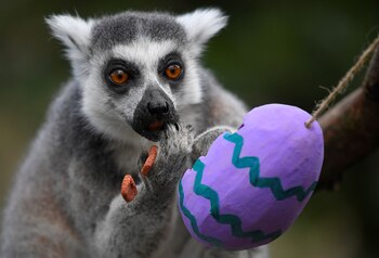 El Zoo de Londres adornó