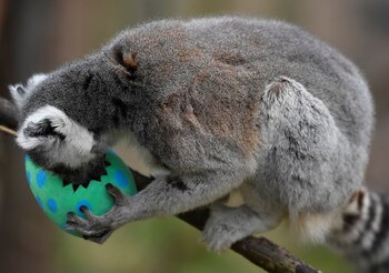 Una ardilla se alimenta en