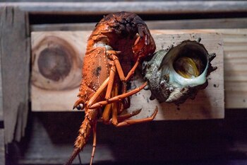 La cigala es un crustáceo