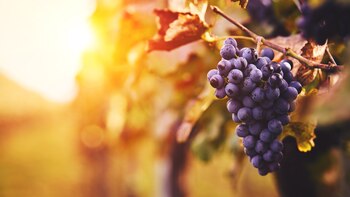 El plazo de cobro promedio