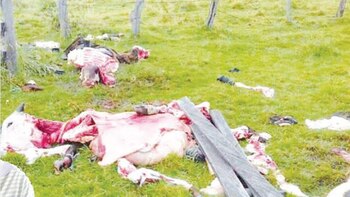 Las imágenes del ganado que