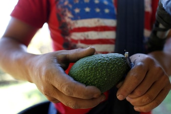 Un granjero corta el pedúnculo