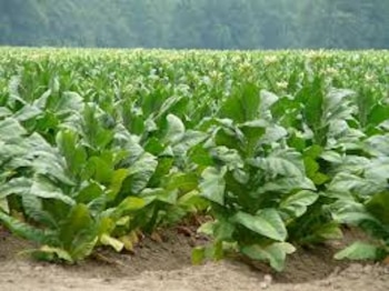 Por el granizo, en Salta se perdieron más de 5.000 hectáreas de tabaco