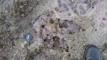 Otra de las huellas que dejó un terópodo del período jurásico en Escocia (Paige dePolo/Universidad de Edimburgo/Reuters).