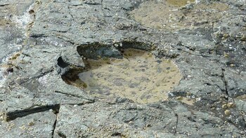 Esta huella se encuentra en el Brother’s Point de la isla de Skye, en Escocia (Jon Hoad/Edinburgh University/Handout/Reuters)