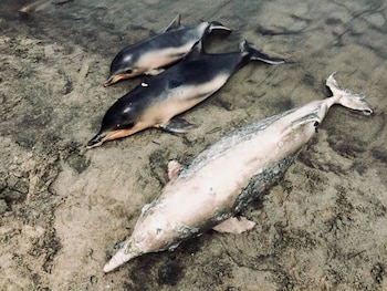 Más de 200 ejemplares han