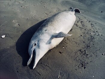 Los residentes del área recomiendan