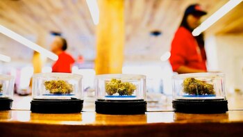 Una variedad de cepas de