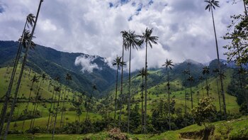 Valle del Cocora