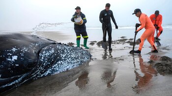 Un grupo de especialistas estuvo