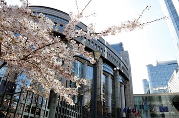 Cerezos cerca del Parlamento Europeo