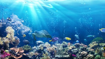 El Caribe tiene casi el