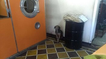 El perro atacado se refugió