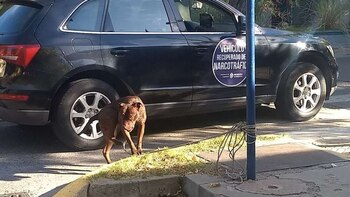La perra pitbull que protagonizó