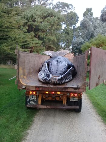 (La Capital de Mar del