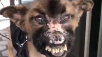 Chilaquil espera por una cirugía