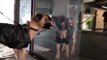 Protectores de animales afirman que