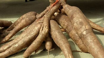 África es uno de los