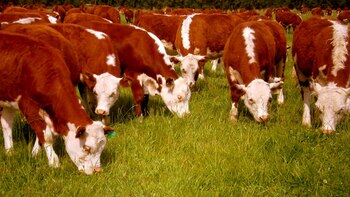 Los animales para la alimentación