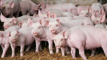 Desde Agroideas creen que la