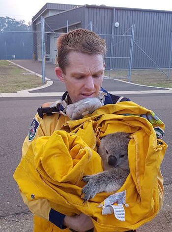 Un bombero con un koala
