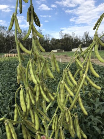 El desarrollo permite hasta un 65% de vainas con cuatro semillas en cada planta, lo que impacta directamente en el rendimiento alcanzando un plus del 37%